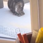 Sploof.