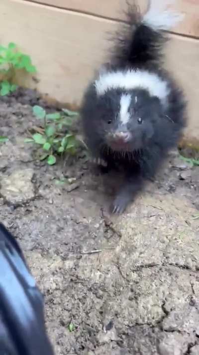 This is a skunk kit demanding snacks.
