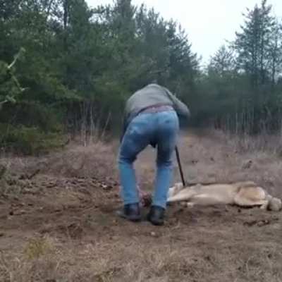 Man saving a trapped wolf