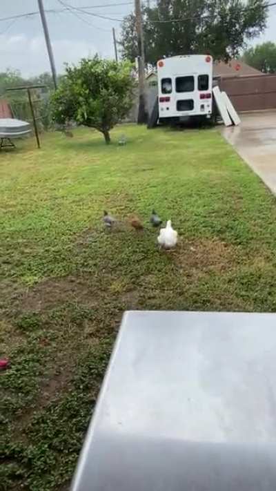 Hello I am new to this group, I was wondering if this is normal for her to run like this? Might have obesity issues? she’s not fully grown. Sorry I am new to the flock. 😅