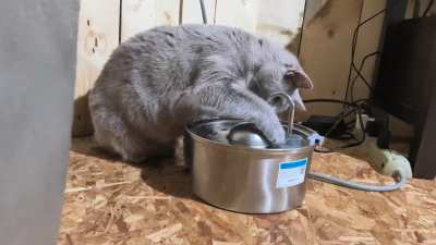 Cat has a drinking problem