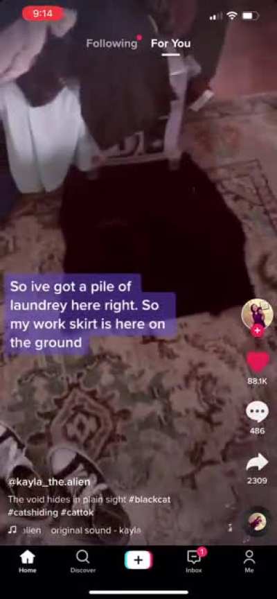Lost cat