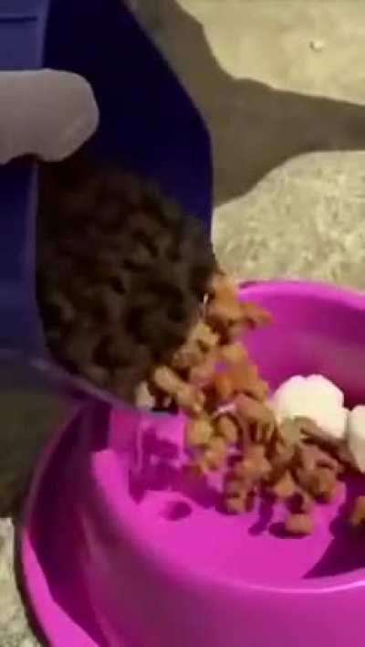 Não sei o que é melhor: os doguinho ou o sotaque do maluco