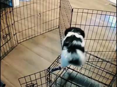 mission impawsible