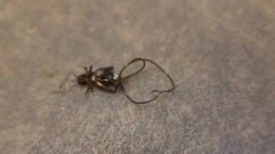 Stepped on a cricket, this lil guy came dancing on out.