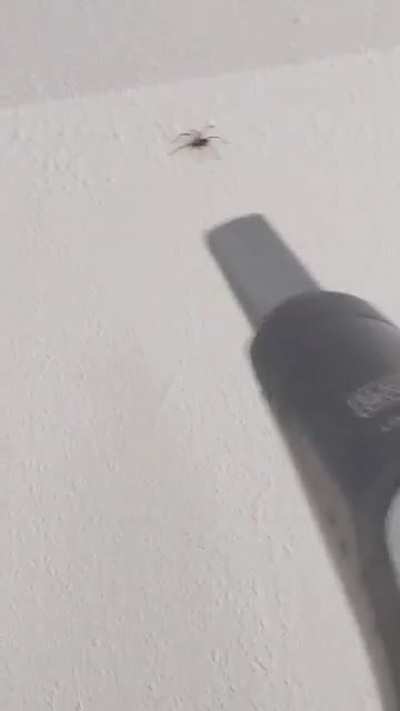 This is how you get the big spiders