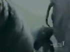 Man gets head stuck in an elephant