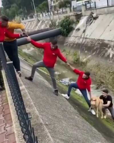 People in Turkey teamed up to save a poor stray pup that had fallen into a canal