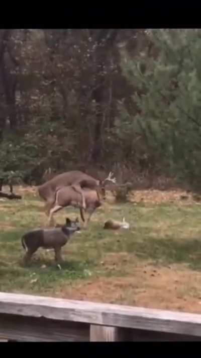 Mating with an inanimate object
