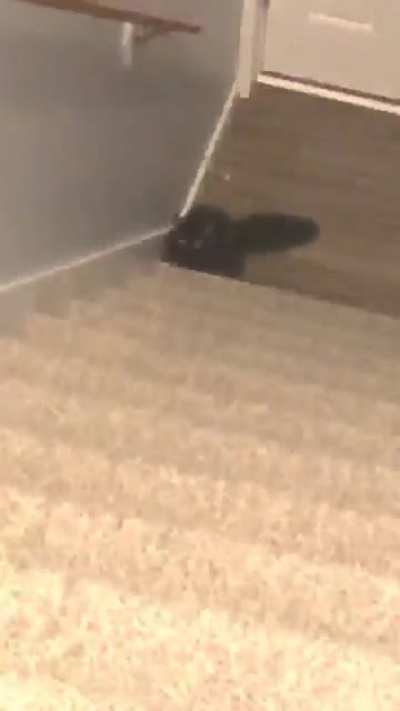My cats favorite game (OC)
