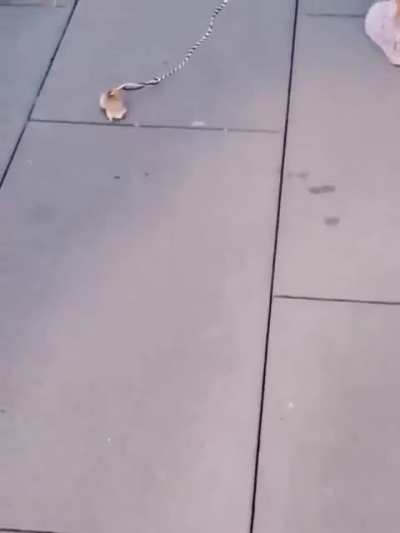 Going for a walk