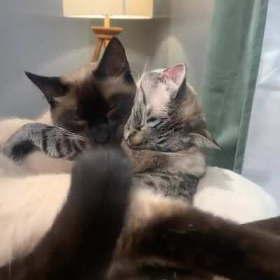Cats sTRANGLe each OTher uNTiL TheY bOTH fUkkin DiE