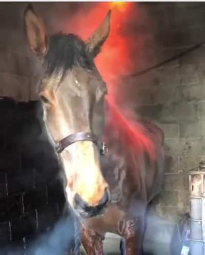 And I looked, and behold a steamy horse. And his name was breath.
