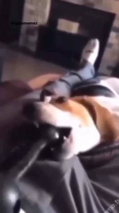 Dog went for the wrong bone
