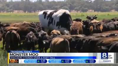 Absolute unit of a cow stands over 6ft tall