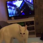 Something's happening to the cat