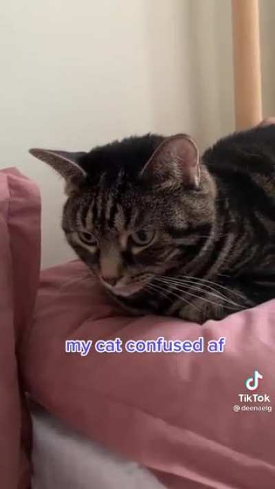 Telling my cat about my problems