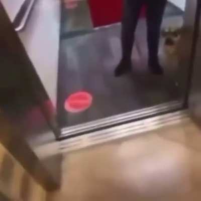 sad dog