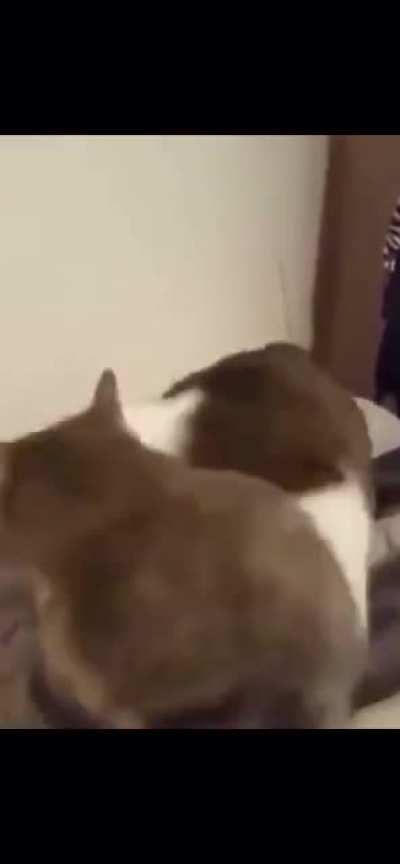 Cat gets chomped