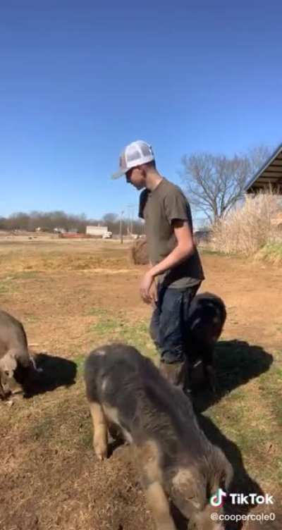 How ride a pig