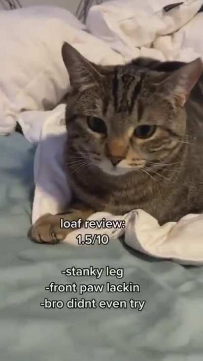 STUPID wunk doesn’t know how to loaf