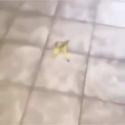 Titulo
