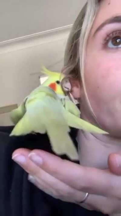 A cockatiel lays an egg in its owner's hand