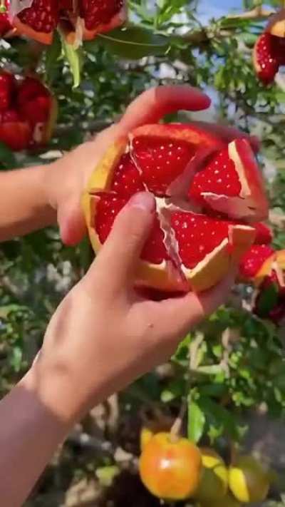 My pomegranates never look like that in the store.