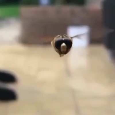 What a friendly bug