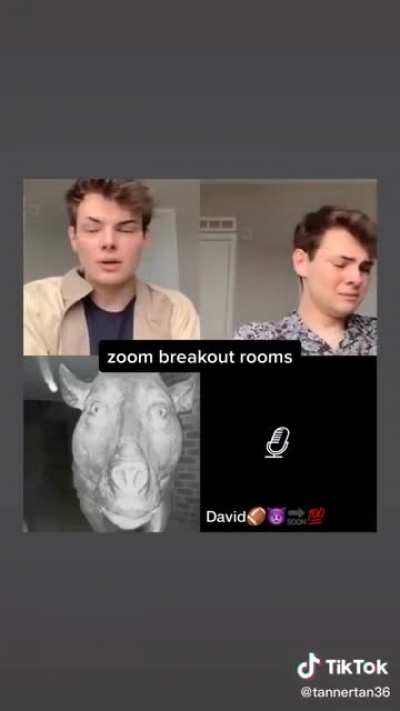 Zoom sessions