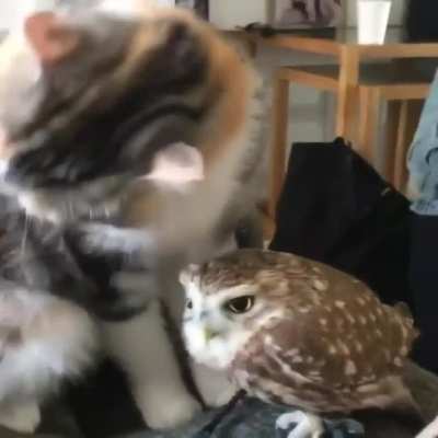 Never before seen rare footage of Kenma giving Bokuto a bath