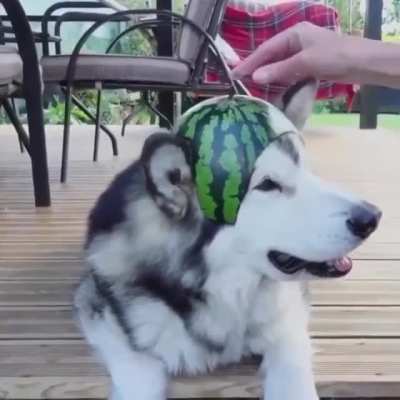 Seriously, human?