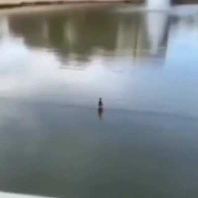 Jesus duck