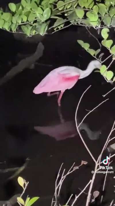In Florida Everglades at night