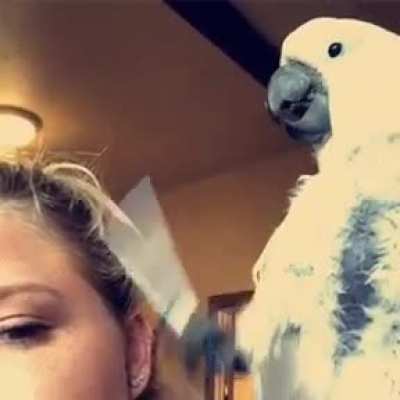 Hitbirb