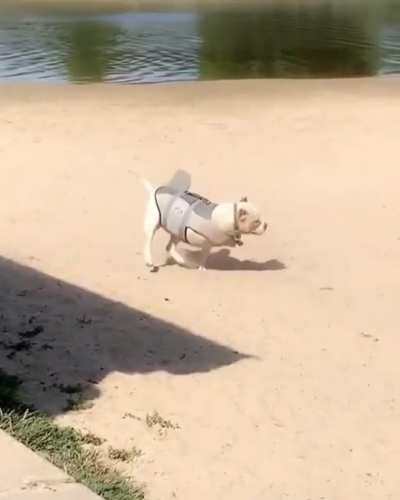 Land Shark