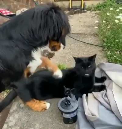 “I pet da kitty”