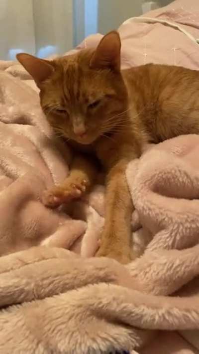Sound up for purrs. My boy does this every night, and it’s too cute not to share with the world. 😍