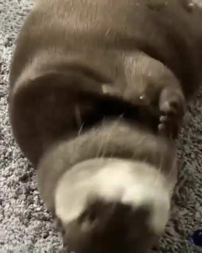 happy Friday, have an otter :)