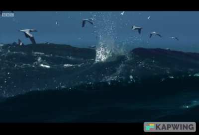 Gannets risk their lives diving into the ocean at 75mph. (with fatal results)