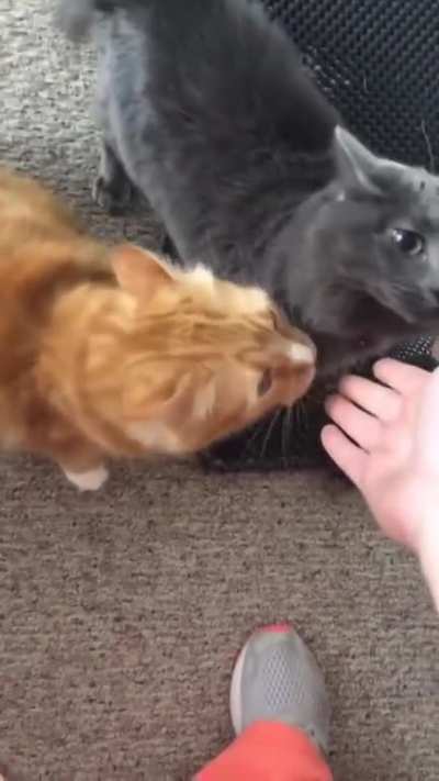 Cats find out their human has been petting around