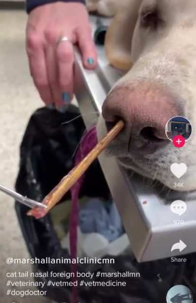 Removing a little splinter from a dog’s nose