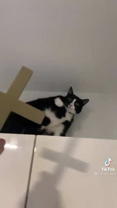 The power of cat compels you!!!