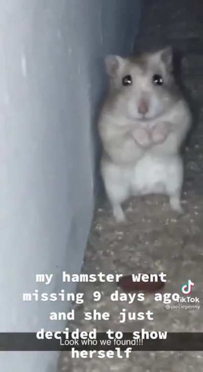 Missing hamster