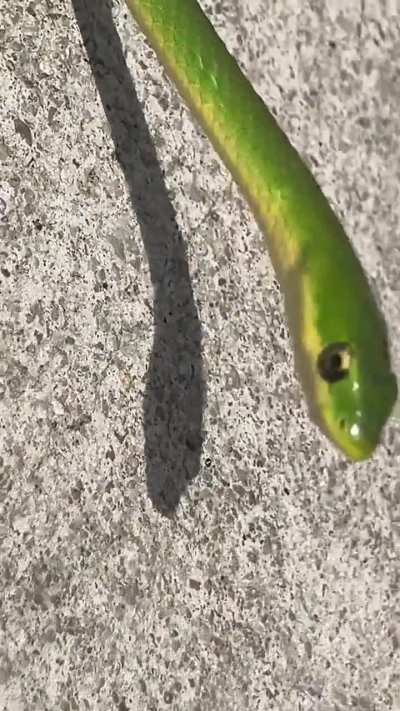 snakes