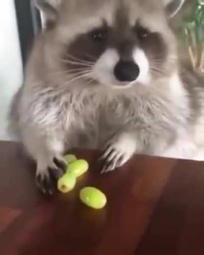 Rakun üzüm yiyor