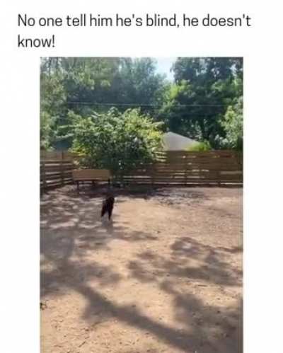 Daredevil Dog