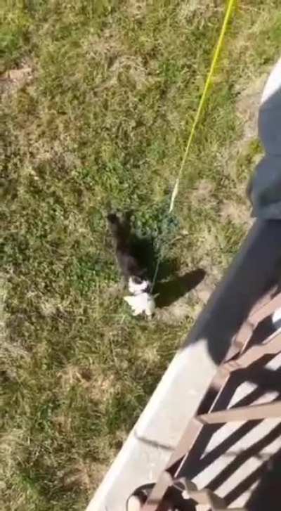 Rapunzel cat
