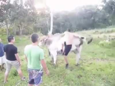 Bull wasn’t havin it