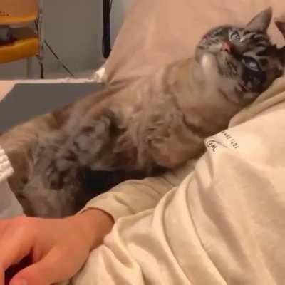 Trying to be petted 😍